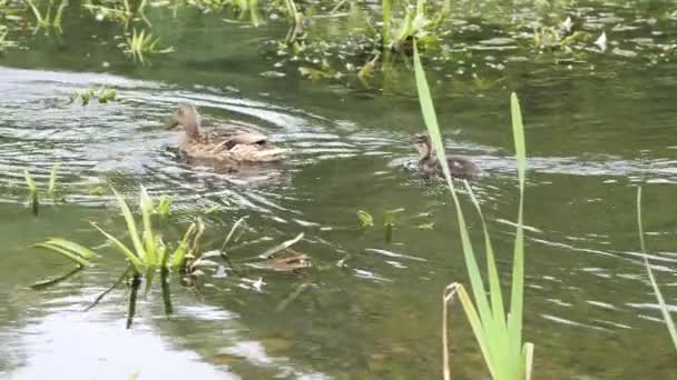 Dzika Szara Kaczka Krzyżówka Naturze Stawie — Wideo stockowe