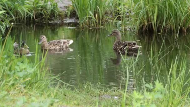 Germano Reale Selvatica Anatra Grigia Natura Uno Stagno — Video Stock