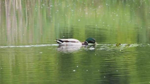 池の上の野生の灰色のアヒルのマガモ — ストック動画