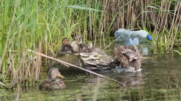 Canard Colvert Gris Sauvage Dans Nature Sur Étang — Video