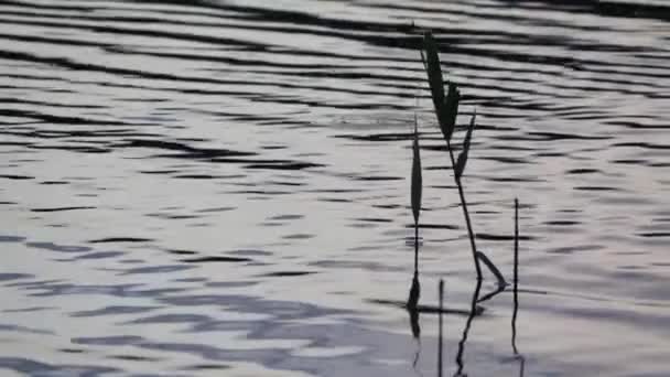 High Grass Sways Wind Pond — стоковое видео