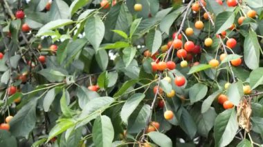 Olgunlaşmamış kirazlar, yeşil bir ağaçtaki kirazlar.