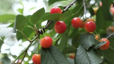 Olgunlaşmamış kirazlar, yeşil bir ağaçtaki kirazlar.