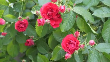 Güzel kırmızı çiçek tomurcukları yabani güller