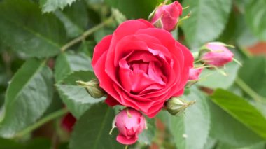 Güzel kırmızı çiçek tomurcukları yabani güller