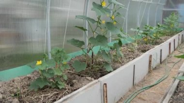 2020 sera koşullarında salatalık ve domates yetiştirmek