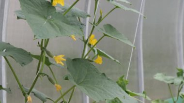 2020 sera koşullarında salatalık ve domates yetiştirmek