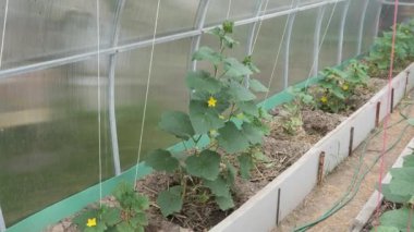 2020 sera koşullarında salatalık ve domates yetiştirmek