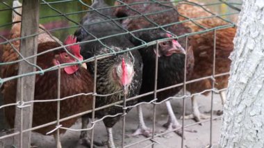 2020 'de kümes hayvanları kafese konuyor.