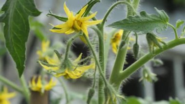 Güzel sarı çiçek yumurtalığı sera domatesleri