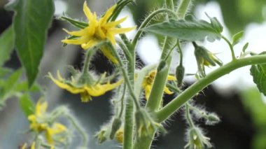 Güzel sarı çiçek yumurtalığı sera domatesleri