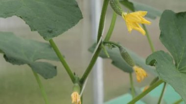 Güzel sarı yumurtalık çiçekleri salatalık serası