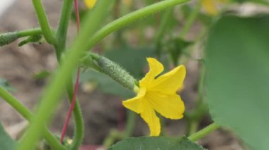 Güzel sarı yumurtalık çiçekleri salatalık serası