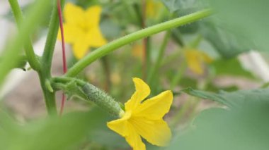 Güzel sarı yumurtalık çiçekleri salatalık serası