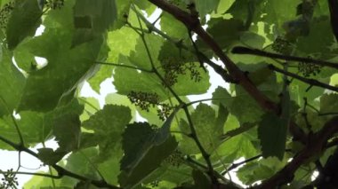 Yeşil yapraklar arasında üzüm tomurcukları vardır.