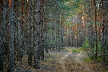 Koyu çam ağaçlarının ince gövdesi 2020 kabuklu.