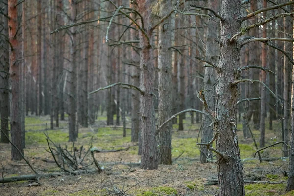Dark Pine Forest Slender Trunks Bark 2020 — Stock Photo, Image