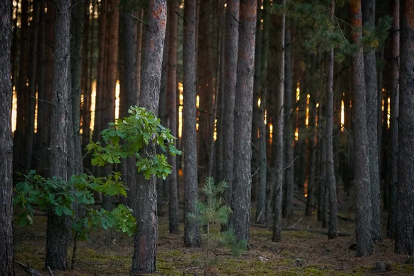 Dark Pine Forest Slender Trunks Bark 2020 — Stock Photo, Image