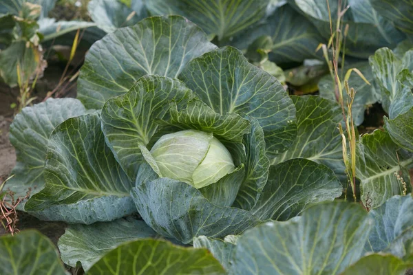 a good harvest of white cabbage in autumn field