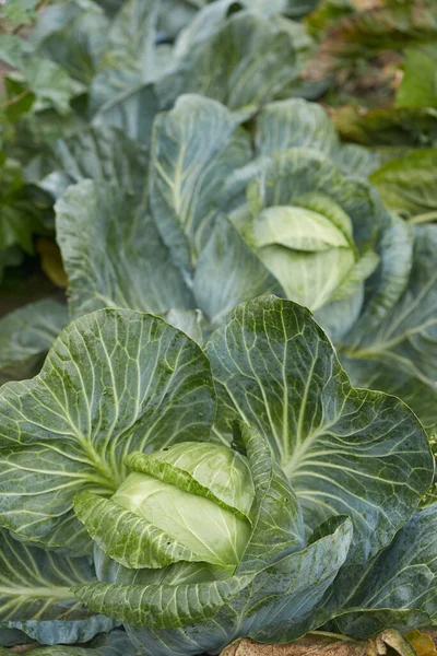 a good harvest of white cabbage in autumn field