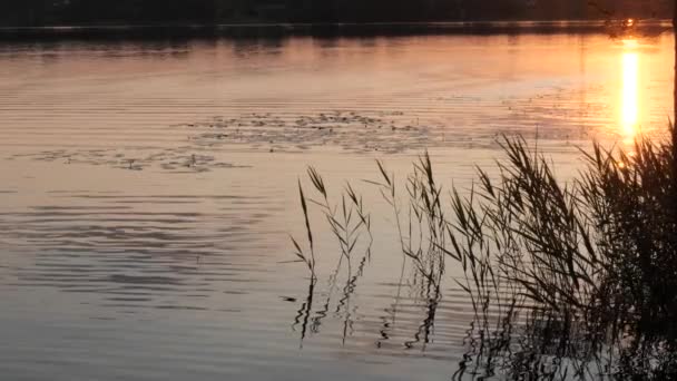 傍晚时分湖面上的广阔水域 — 图库视频影像