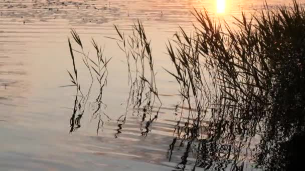 Distesa Acqua Sul Lago Sera — Video Stock