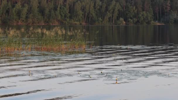 Distesa Acqua Sul Lago Sera — Video Stock