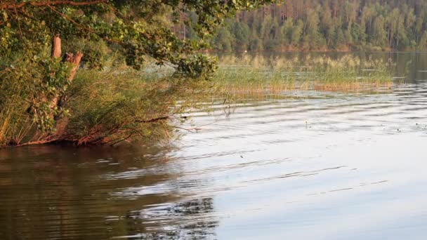 Distesa Acqua Sul Lago Sera — Video Stock