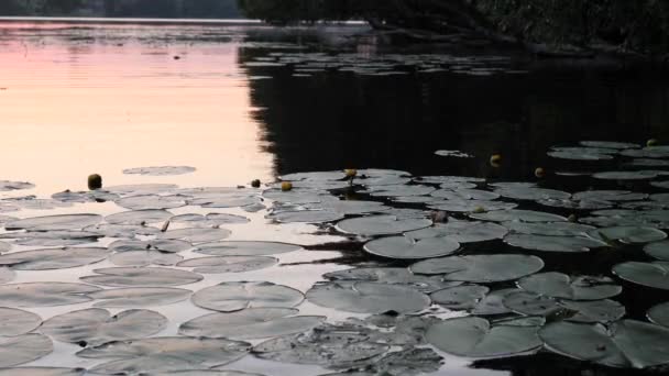 Extensión de agua en el lago por la noche — Vídeos de Stock