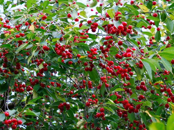 Olgun Kırmızı Kiraz Meyveleri Yeşil Ağaçta 2024 — Stok fotoğraf