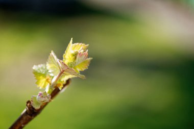 Bahar. 2024 üzüm dallarında genç yeşil filizler.