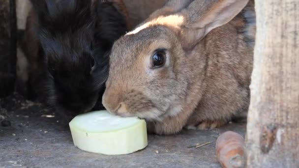 Gros Beau Lapin Gris Moelleux Manger Des Légumes — Video