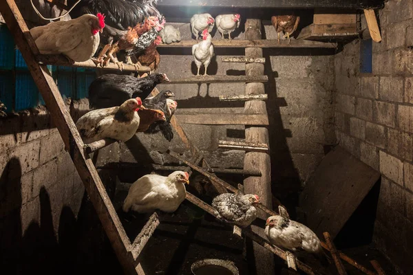 chickens sit on shelves in a hen house 2020