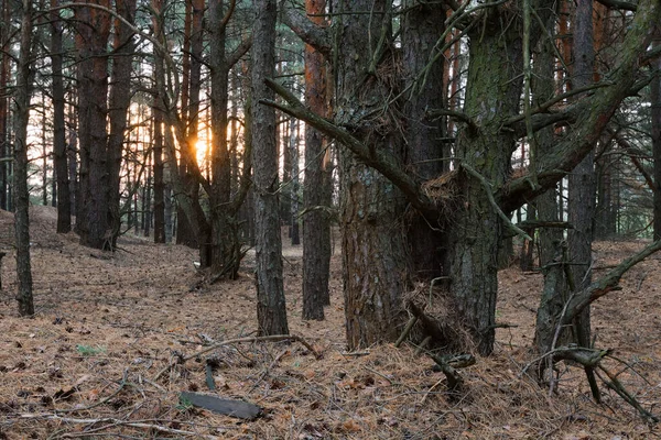 Puesta Sol Través Los Troncos Los Árboles Bosque 2020 — Foto de Stock