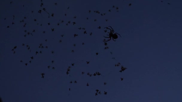 Araña Teje Telaraña Por Tarde — Vídeos de Stock