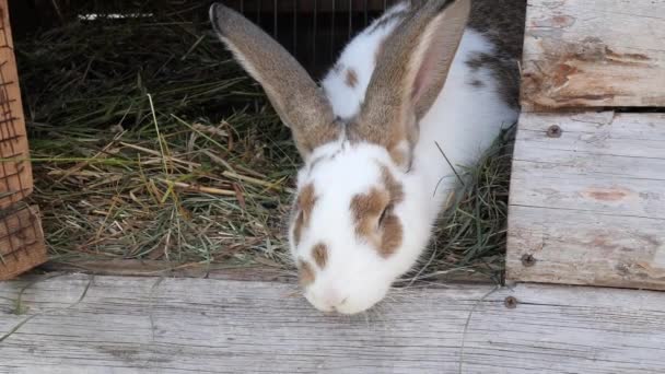 Hermoso Conejo Una Jaula Come Sus Manos — Vídeos de Stock