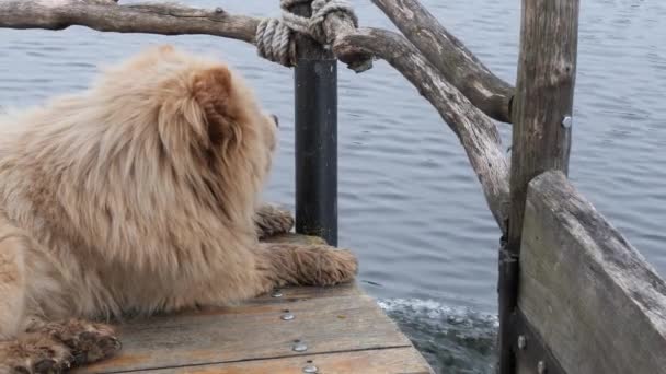 Gran Perro Jengibre Ferry Junto Agua — Vídeo de stock