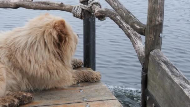 Stor Ingefära Hund Färjan Vid Vattnet — Stockvideo