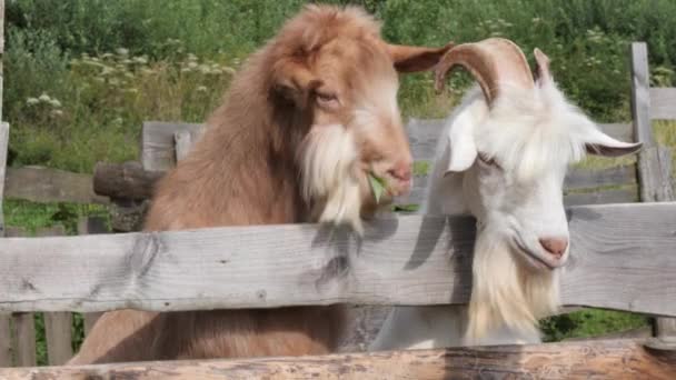 Schöne Erwachsene Ziegen Produzenten Essen Aus Ihren Händen — Stockvideo