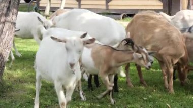 Bir keçi sürüsü otlaktan evine döner.