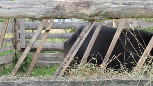 Belos Produtores Cabras Adultas Comem Suas Mãos — Vídeo de Stock