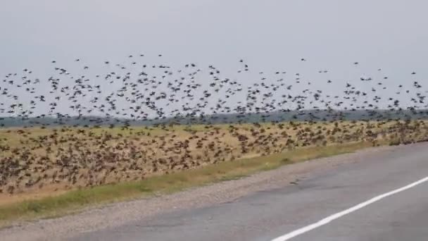 Murmurando Una Gran Concentración Aves Campo Sobre Carretera 2020 — Vídeos de Stock