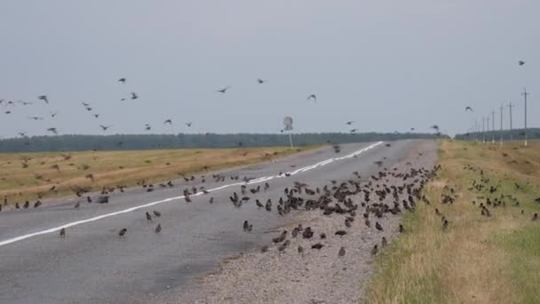 Mumlar Stor Koncentration Fåglar Ett Fält Ovanför Vägen 2020 — Stockvideo