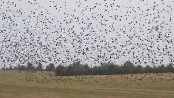 Szemranie Dużej Koncentracji Ptaków Polu Powyżej Drogi 2020 — Wideo stockowe