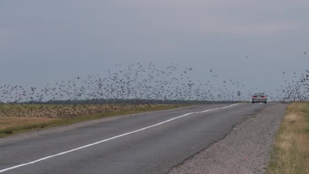 Murmurer Une Grande Concentration Oiseaux Dans Champ Dessus Route 2020 — Video
