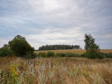 Buğday Tarlası ve Bulutlu Yaz Manzarası 2020