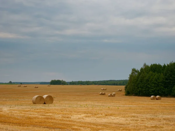 Haystack Paisagem Campo Agricultura Agricultura Campo Feno Stacks Mown Prado — Fotografia de Stock