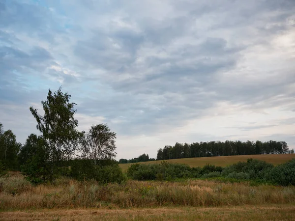 Літній Пейзаж Пшеничним Полем Хмарами 2020 — стокове фото
