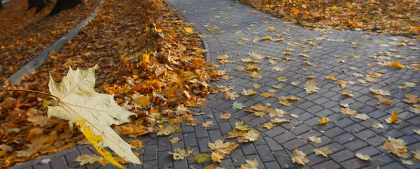 Primer Plano Animado Las Hojas Otoño Que Caen Con Una —  Fotos de Stock