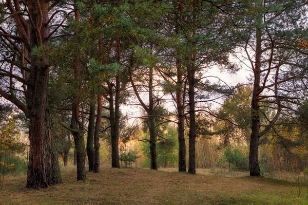 Herbstlandschaft Einem Stadtpark Gomel Weißrussland 2020 — Stockfoto
